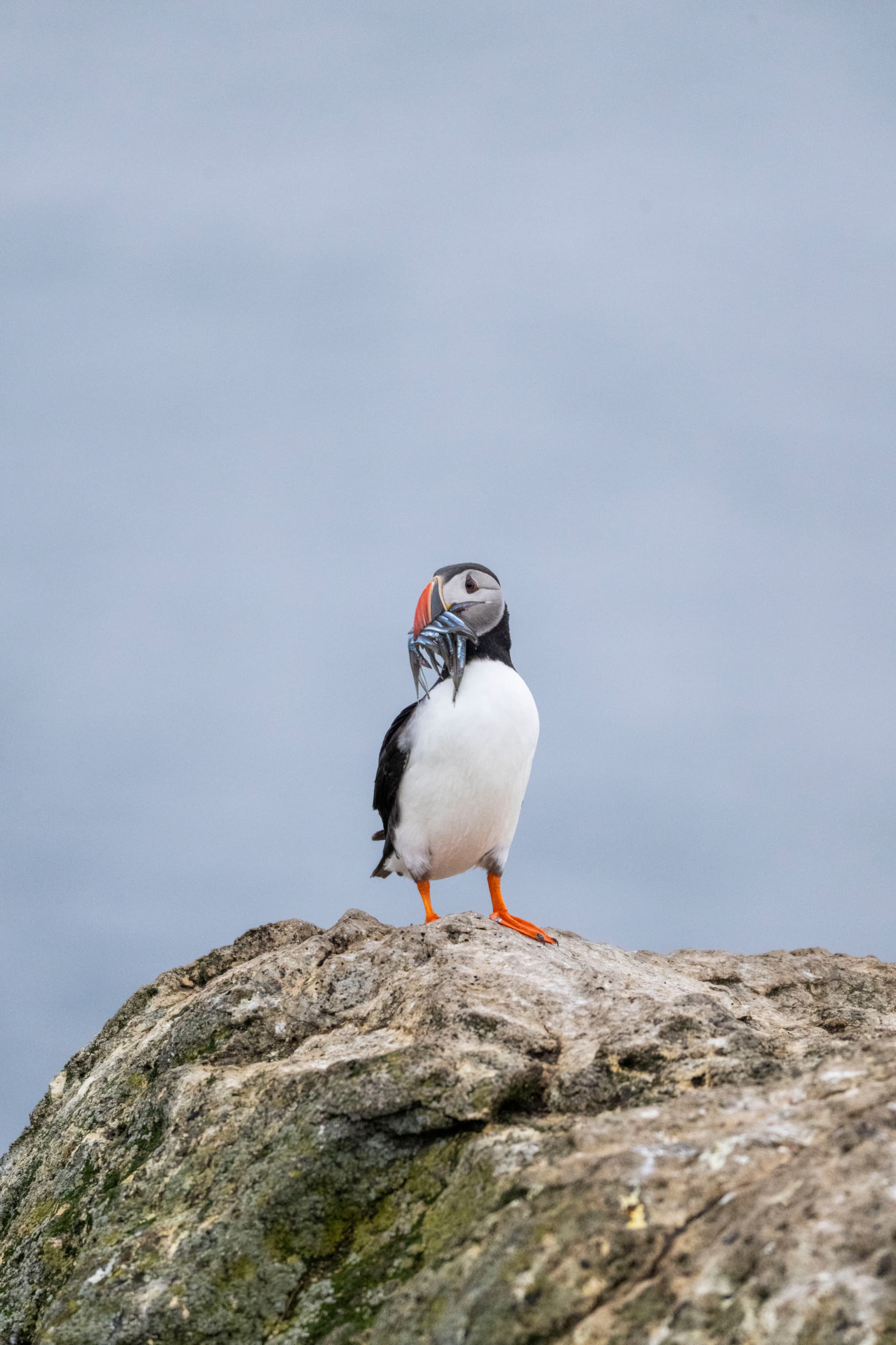 Wildlife Watching