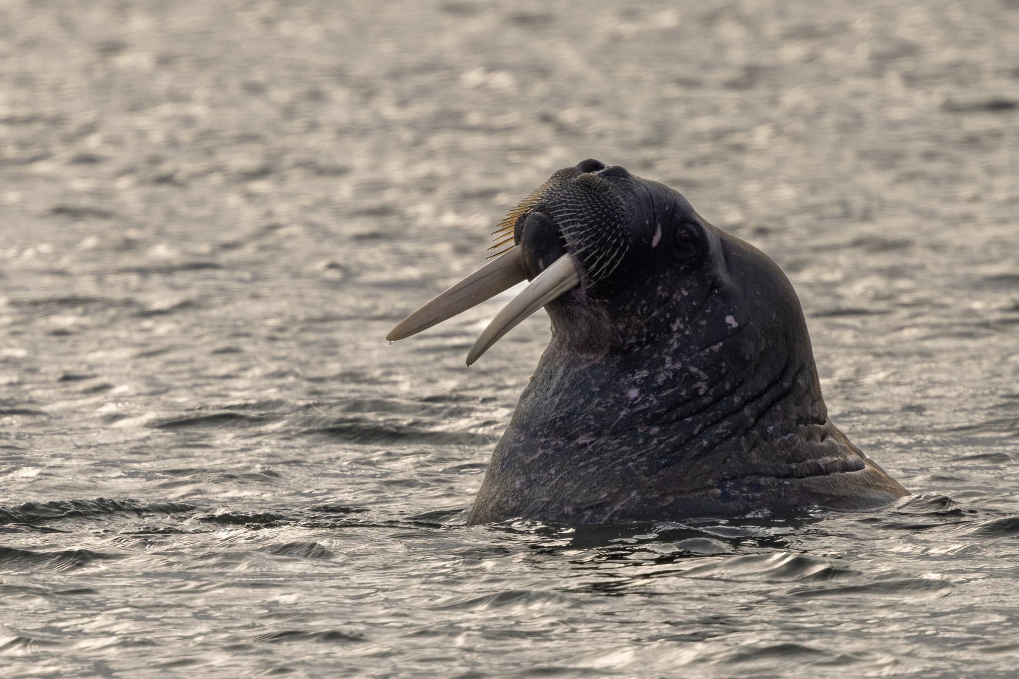 Walruses