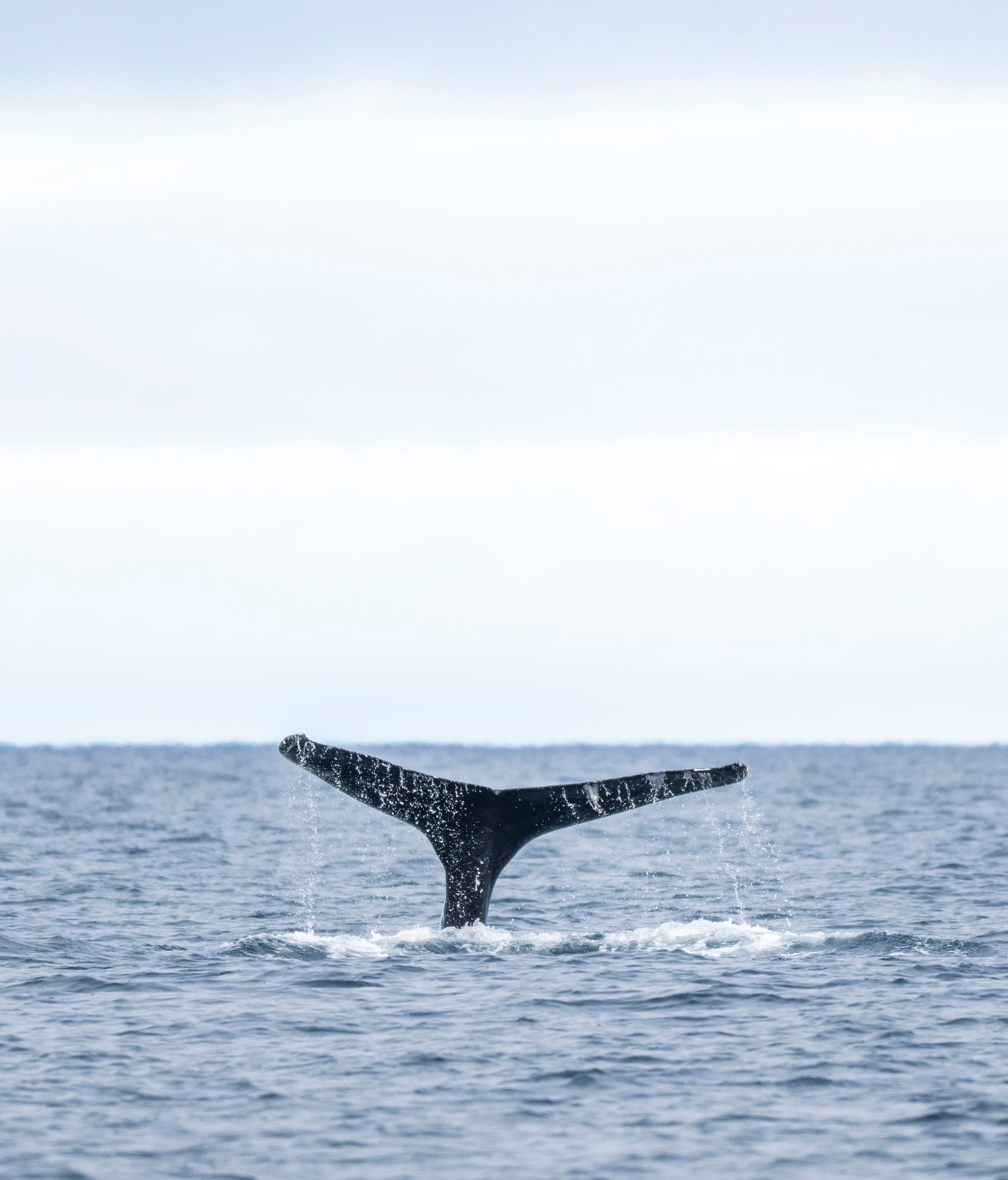 Whales